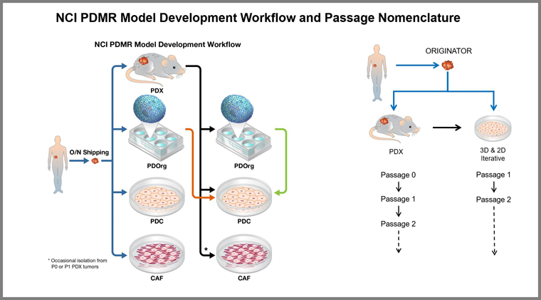 Diagram of the PDMR Model Generation Workflow